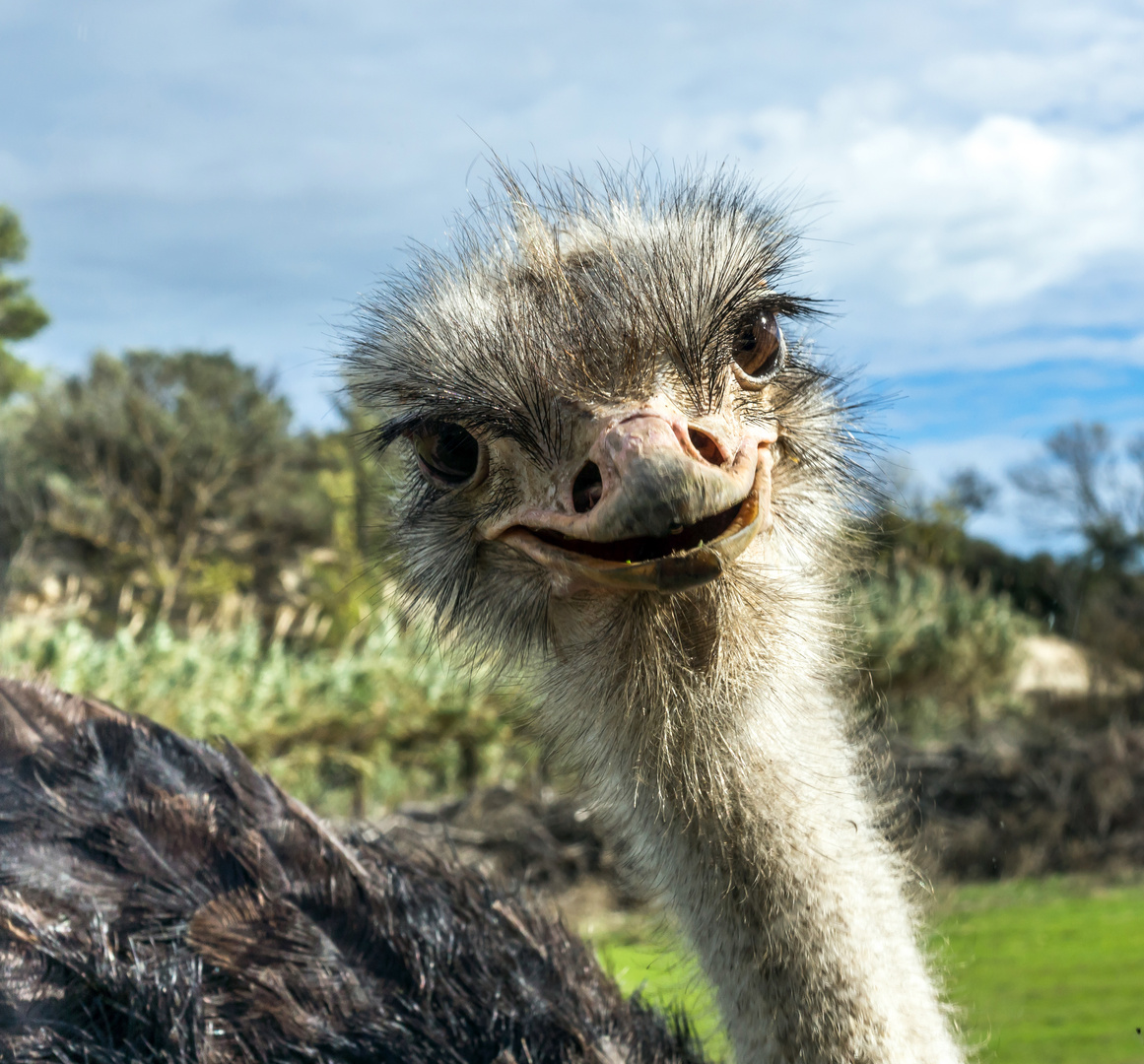 Ostrich smiling