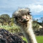 Ostrich smiling