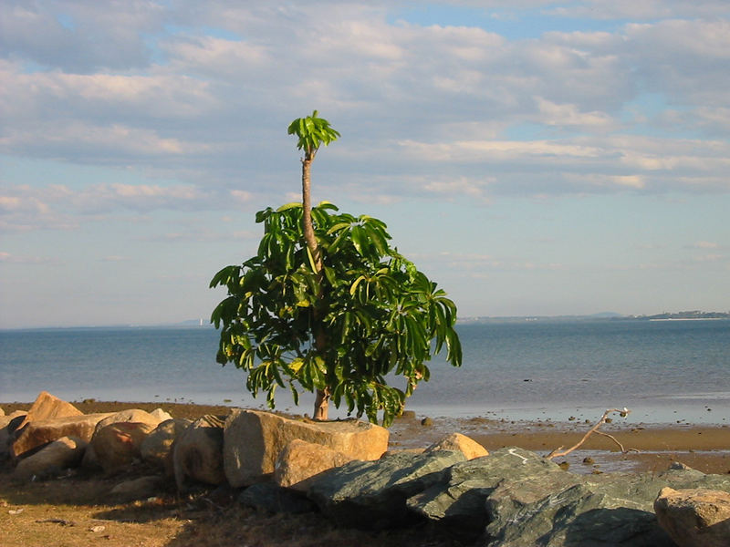 Ostrich Tree