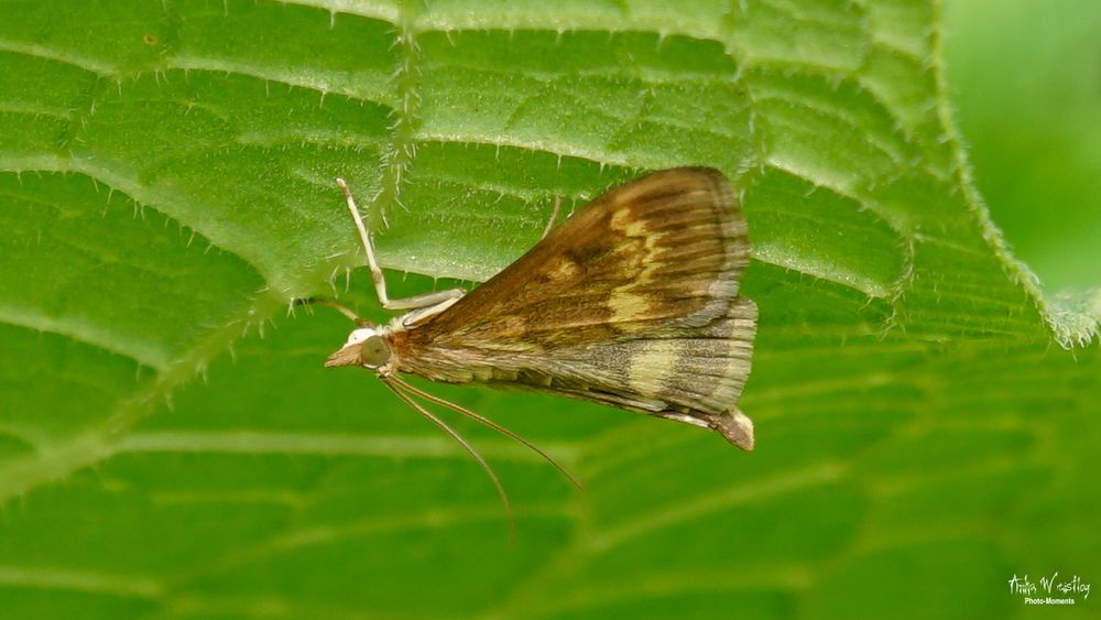 Ostrinia nubilalis - Maiszünsler