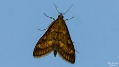 Ostrinia nubilalis - Maiszünsler