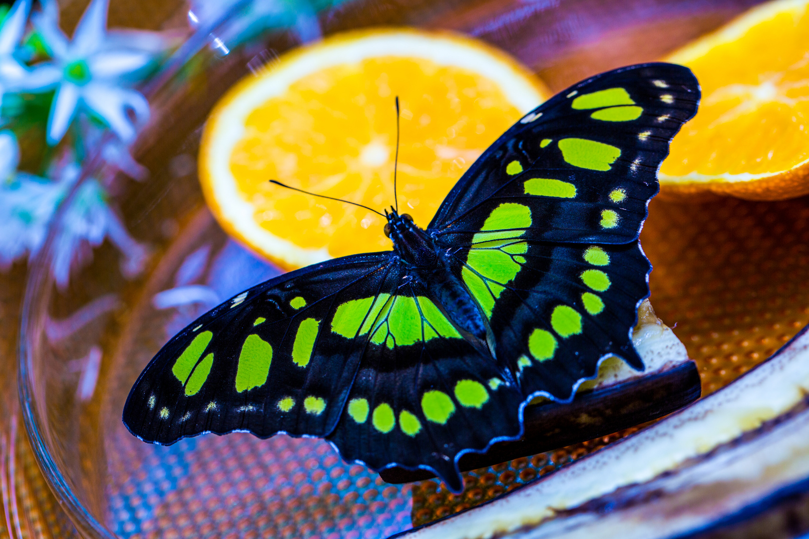 Ostsalat mit Schmetterling