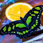 Ostsalat mit Schmetterling