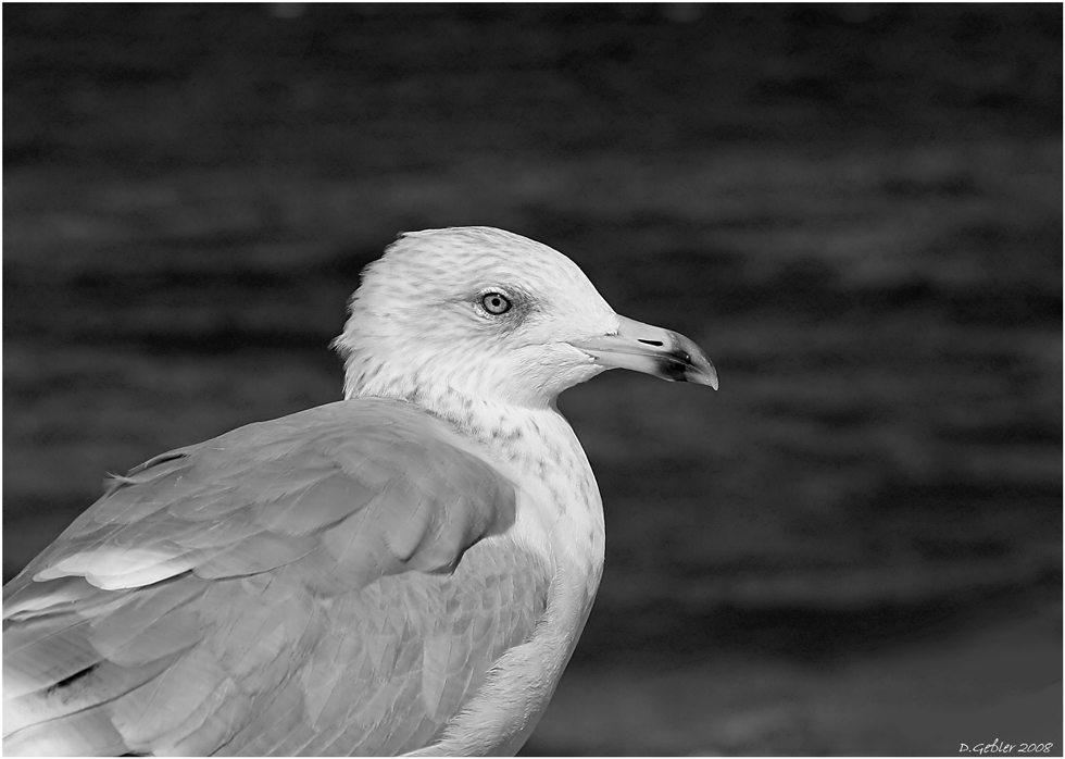 Ostsee 2008 - 5