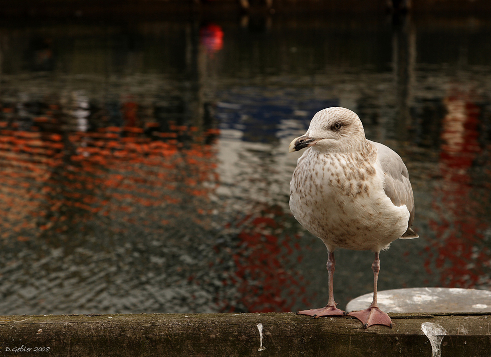 Ostsee 2008 - 7