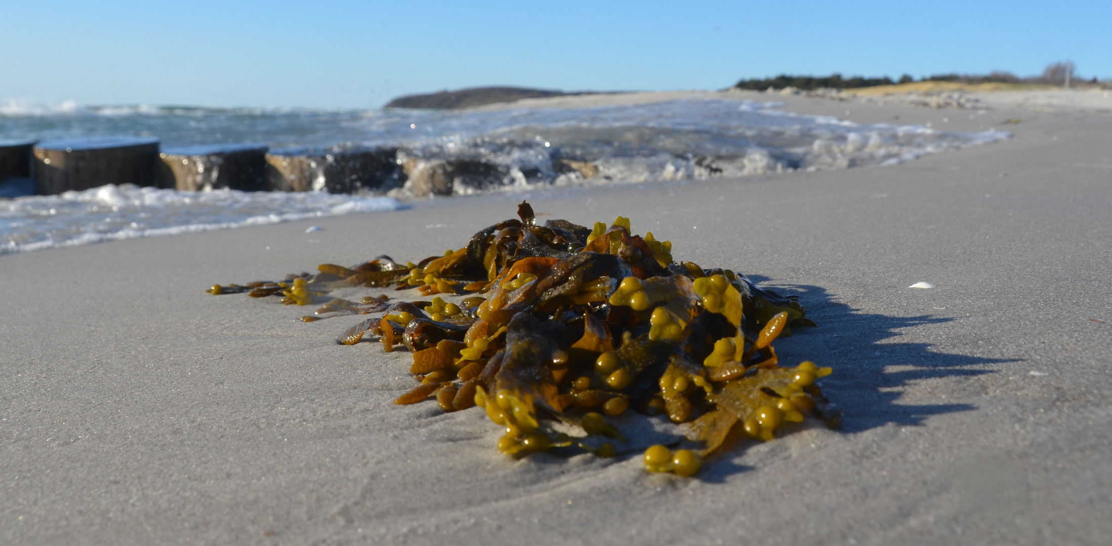 Ostsee-Algen 