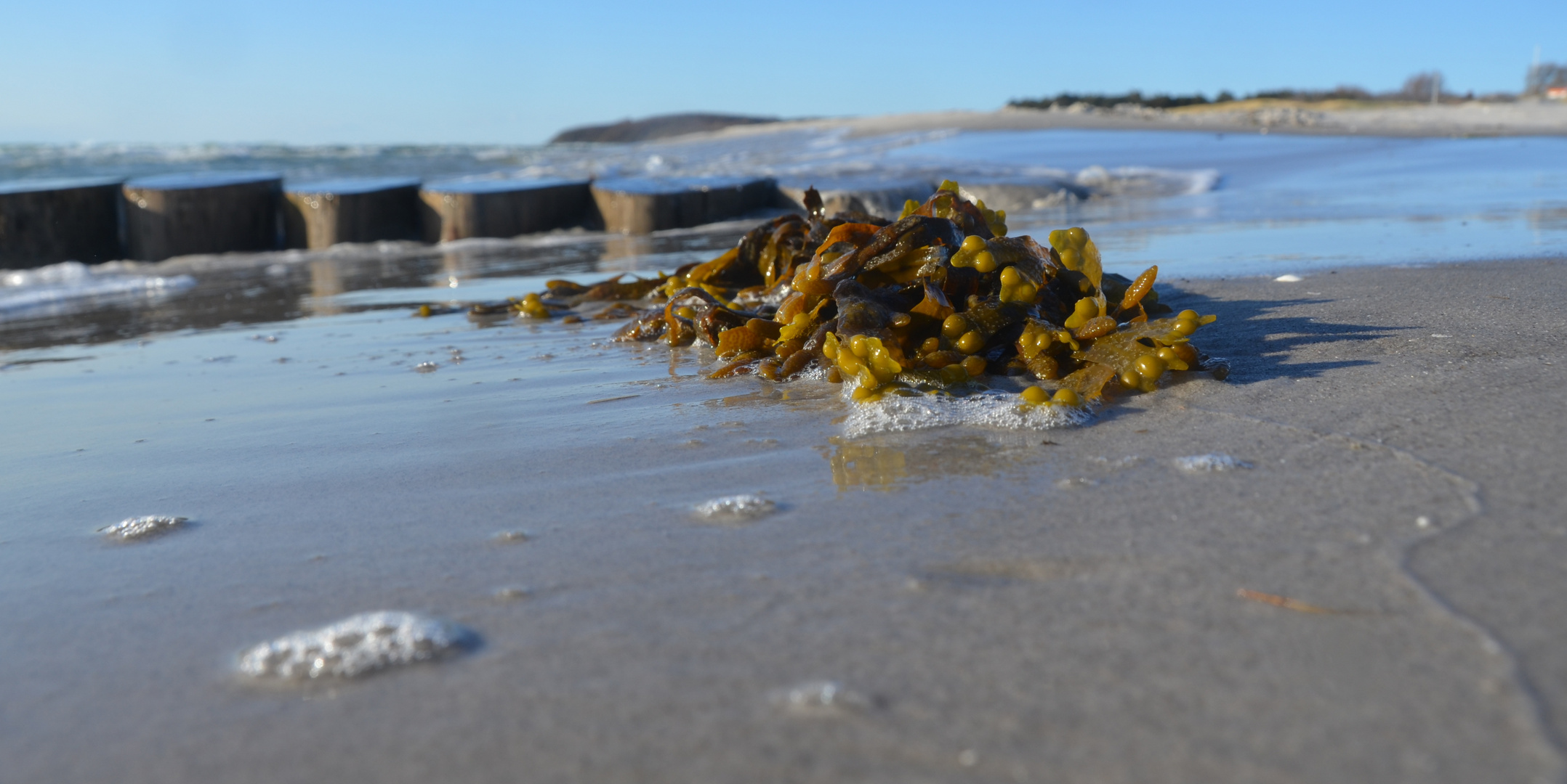 Ostsee-Algen 