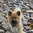 Ostsee- auch Eurasier gehen in den Urlaub!