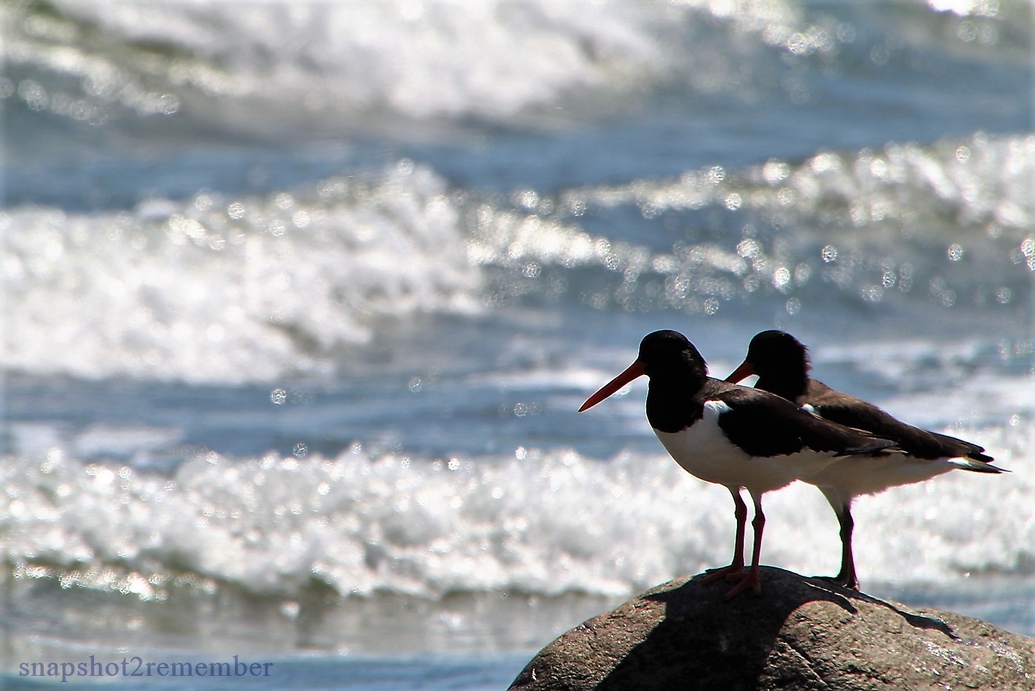 Ostsee Austernfischer