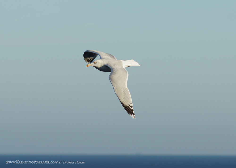 Ostsee Damp - Möwe 2