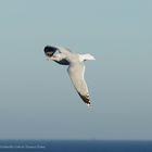 Ostsee Damp - Möwe 2