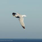 Ostsee Damp - Möwe 2