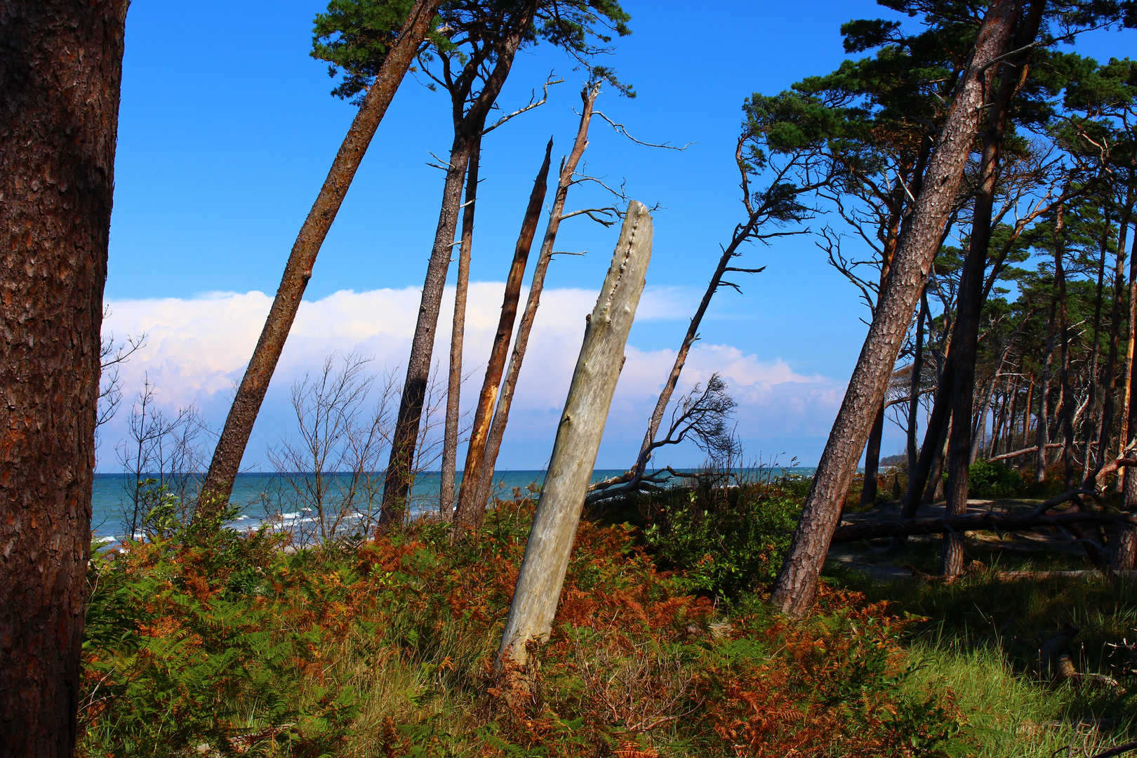 Ostsee, Darß