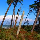 Ostsee, Darß