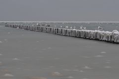 Ostsee-"Eis"-Möwen