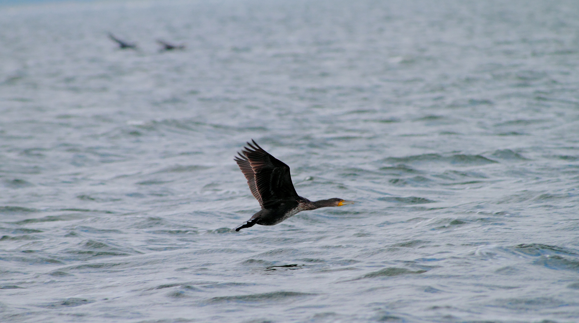 Ostsee ganz Nah - Kormoran