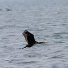 Ostsee ganz Nah - Kormoran