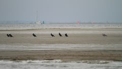 Ostsee ganz Nah - Kormorane im Bodden 1