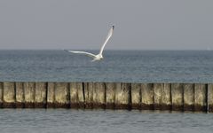 Ostsee ganz Nah - Möve 2