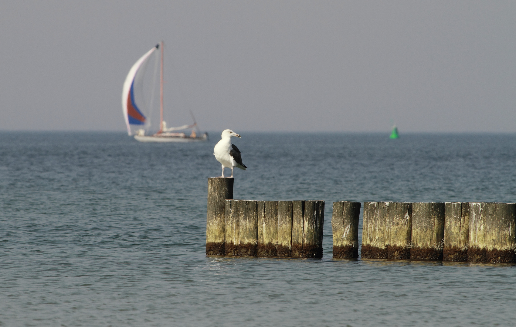 Ostsee ganz Nah - Möve 4