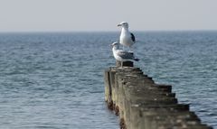 Ostsee ganz Nah - Möve 5