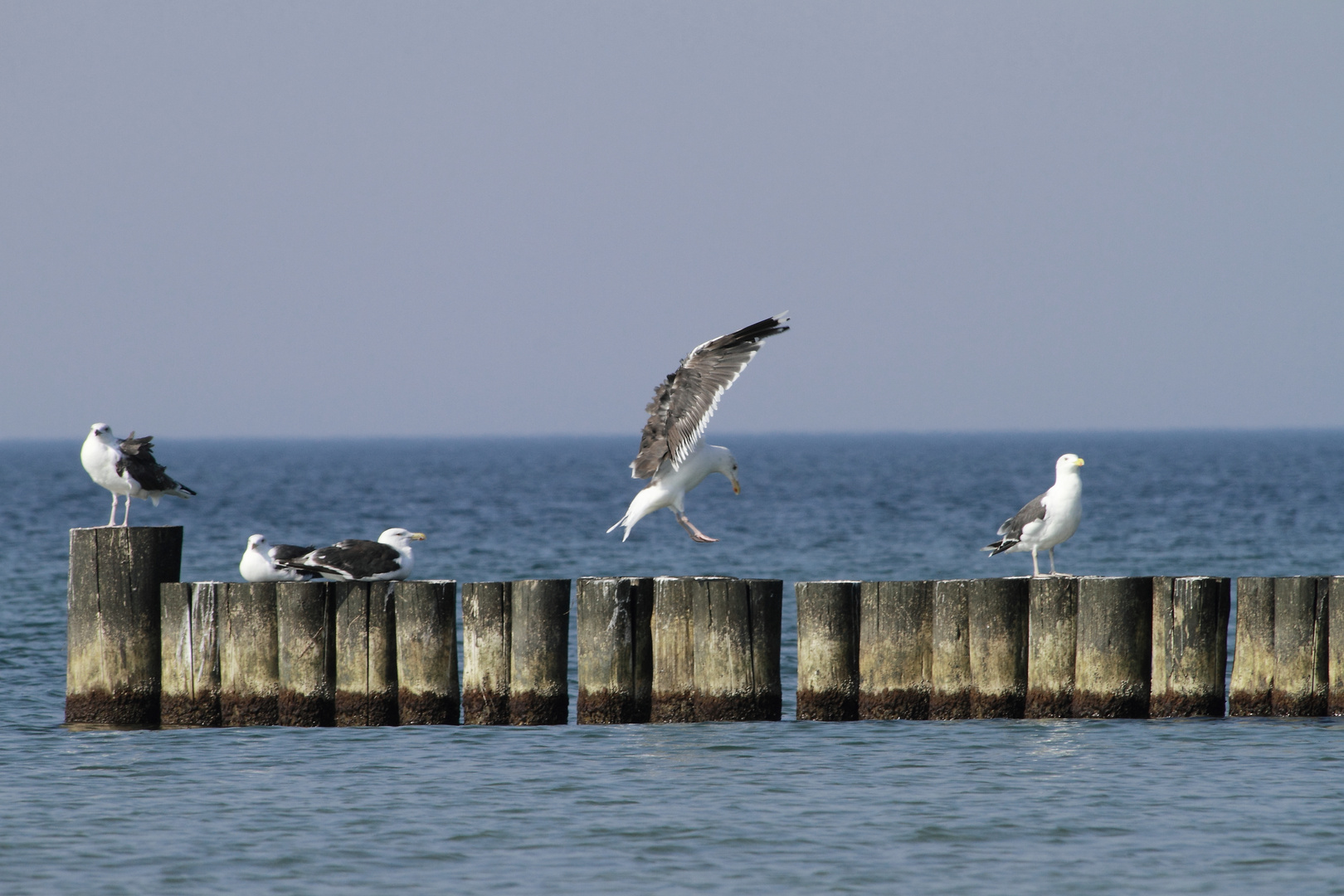 Ostsee ganz Nah - Möve 6