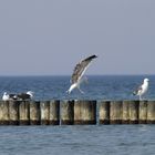 Ostsee ganz Nah - Möve 6