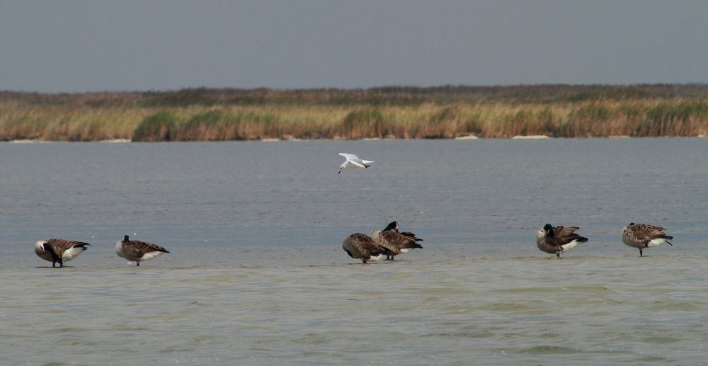 Ostsee ganz Nah - Möve 8