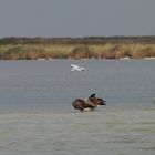 Ostsee ganz Nah - Möve 8