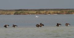 Ostsee ganz Nah - Möve 8