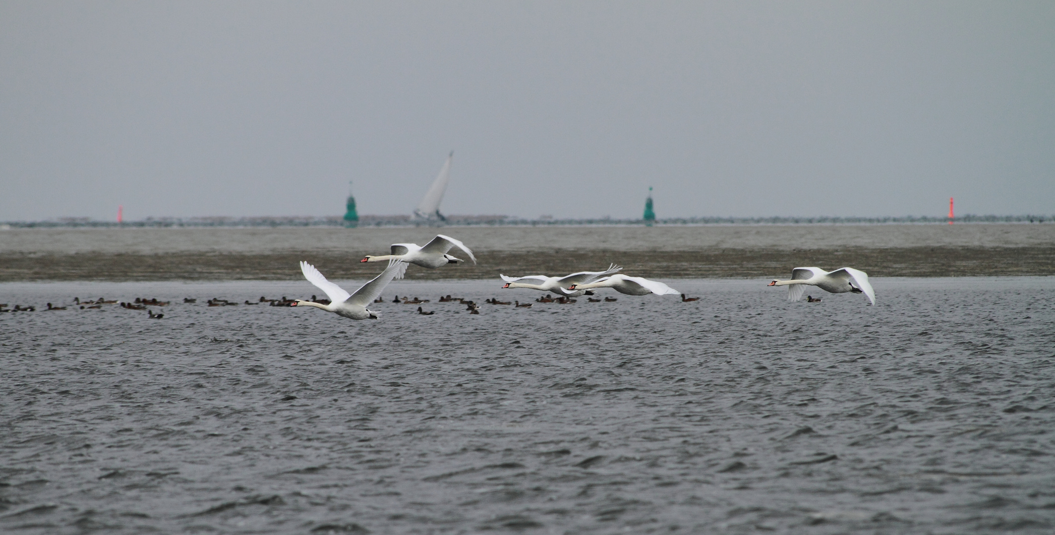 Ostsee ganz Nah - Schwäne 1