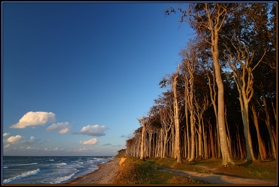 Ostsee - Gespensterwald