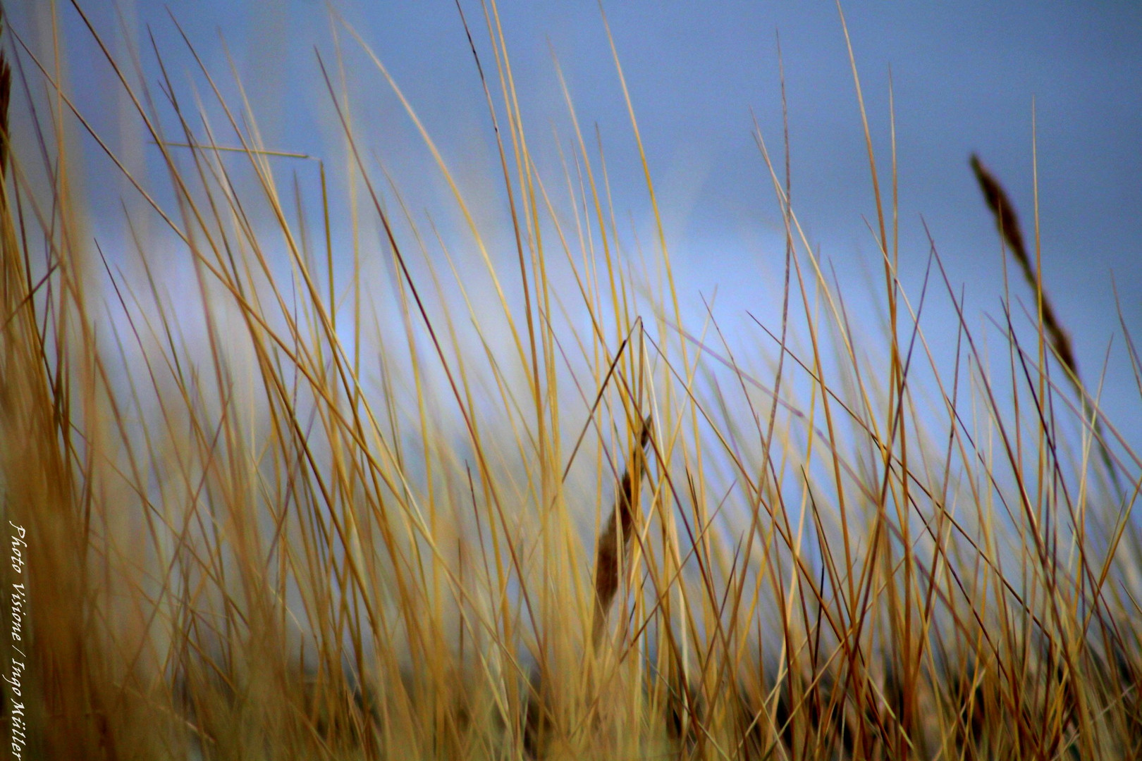 Ostsee - Gras