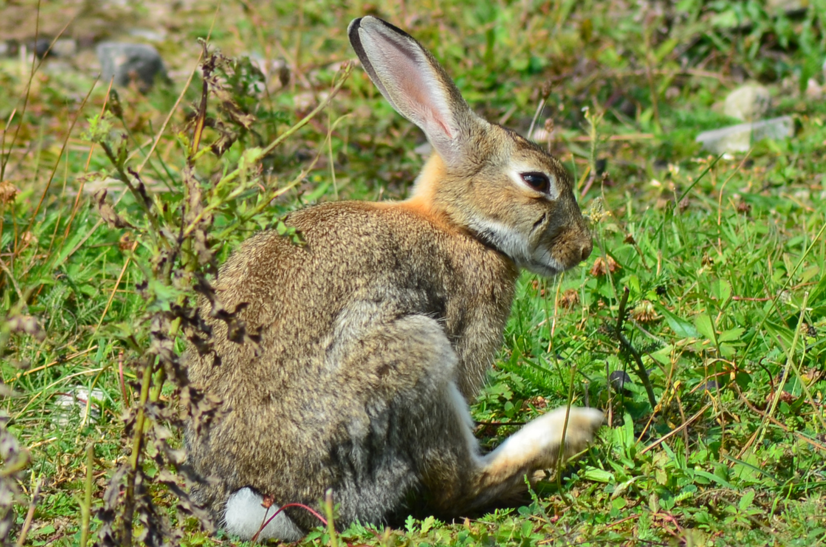 Ostsee-Hase