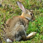 Ostsee-Hase