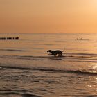 ....Ostsee-Hundestrand bei Sonnenuntergang....