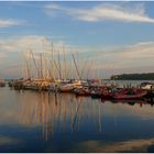 Ostsee-Igel