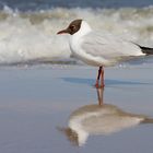 Ostsee- Impressionen 1