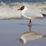 Ostsee- Impressionen 1