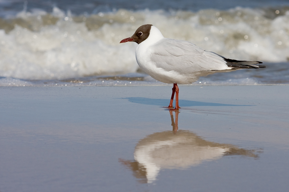 Ostsee- Impressionen 1