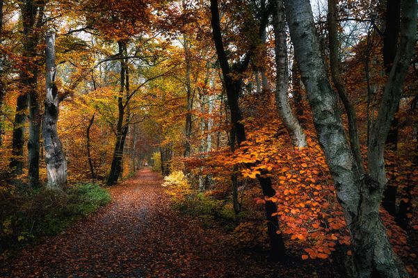 Ostsee-Küsten-Weg ... Darßer Urwald