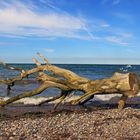 Ostsee-Maibaum