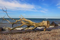 Ostsee-Maibaum