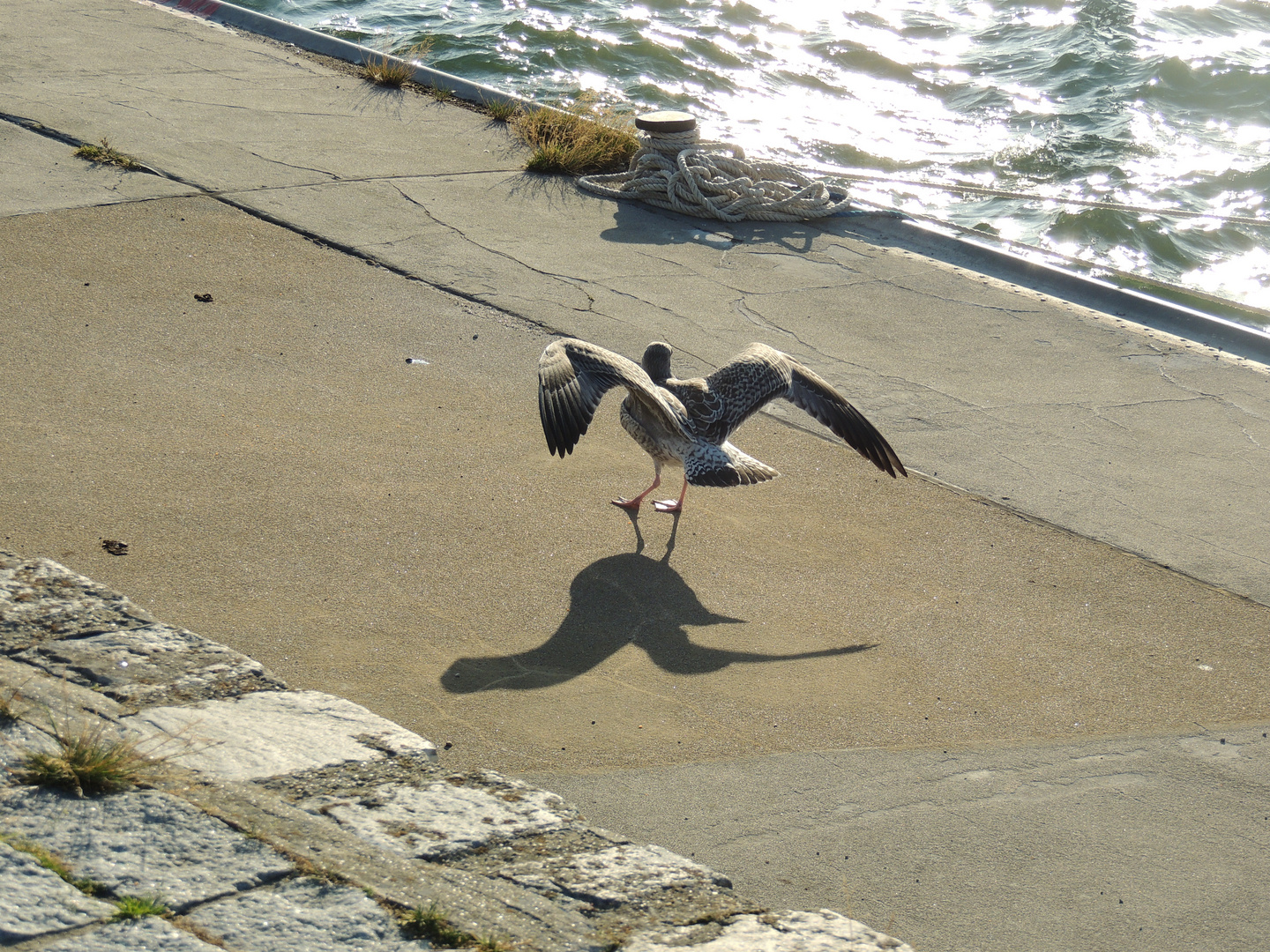 Ostsee Möwe