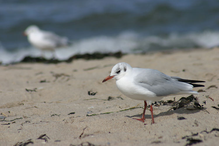 Ostsee - Möwe