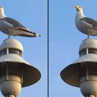 "Ostsee-Möwe" 3 -3D-