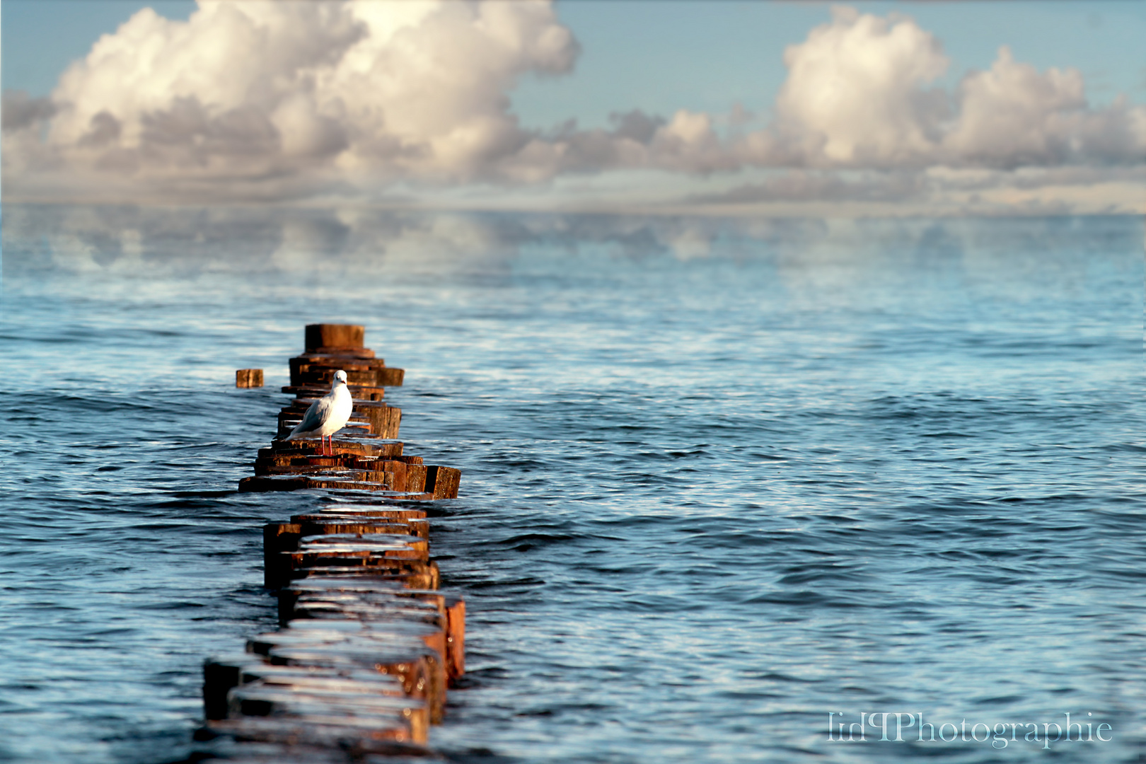 Ostsee + Möwe