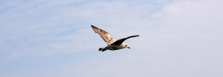 Ostsee-Möwe