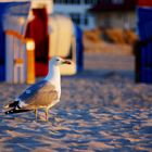 Ostsee Möwe