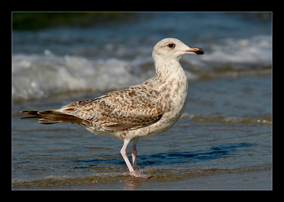 Ostsee-Möwe